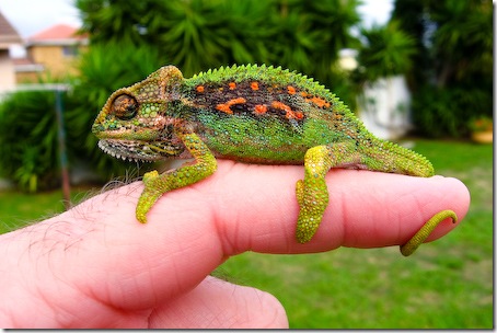 Chameleon