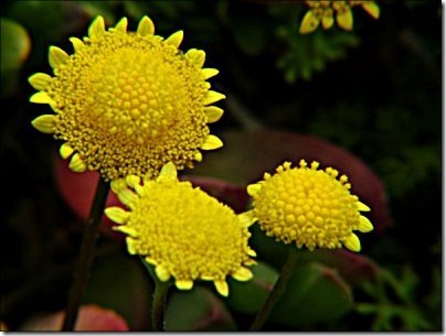 2004-09-25_tiny_yellow_flowers
