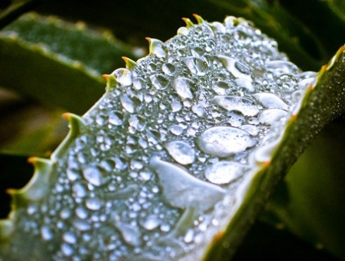 Surface tension demonstrated by raindrops on an aloe leaf